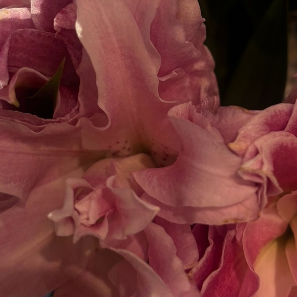 Meet your Posher, Liora - Picture 2 of 5